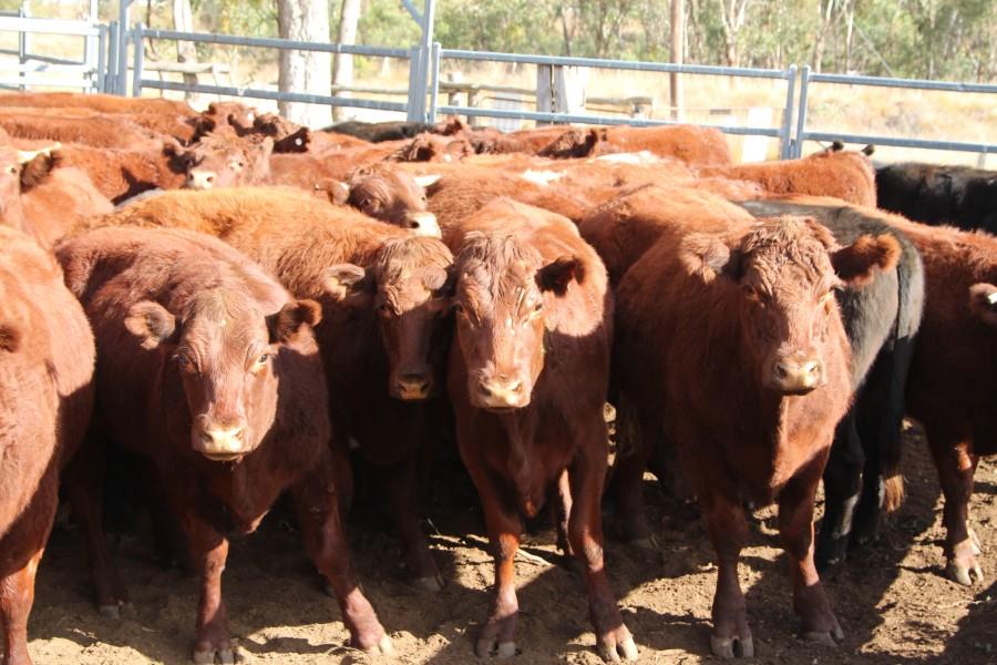 Lot 675 45 Feeder Steers AuctionsPlus