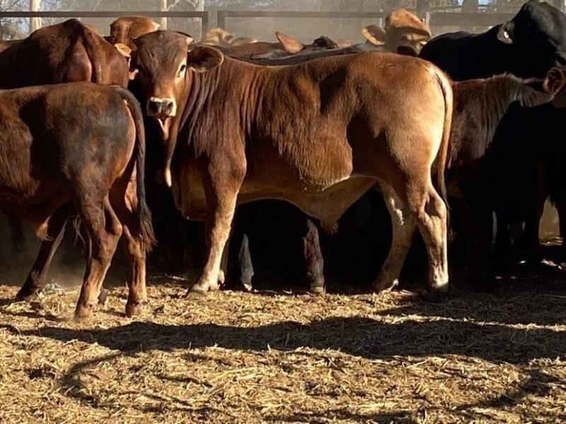 Lot 636 - 38 Bulls | AuctionsPlus