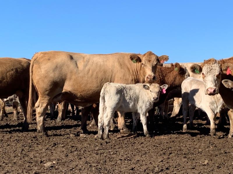 Lot 150 - 40 Station Mated Cows & 40 Calves | AuctionsPlus