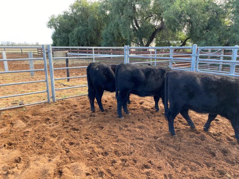 Lot 796 3 Feeder Heifers AuctionsPlus