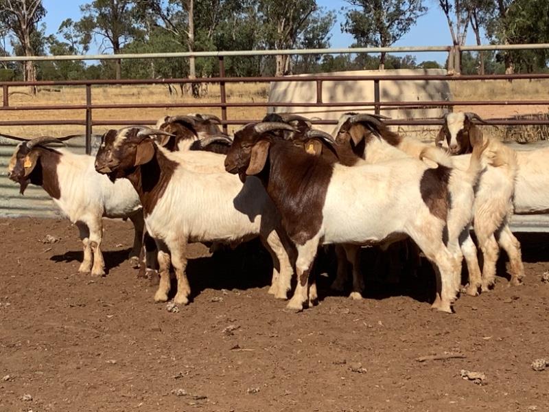 Lot 407 13 Goats Bucks AuctionsPlus