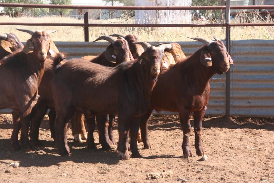 Lot 408 7 Goats Bucks AuctionsPlus