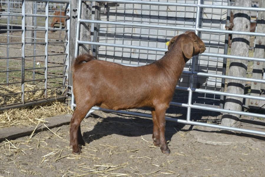 Lot 929 1 Goat Doe Auctionsplus 
