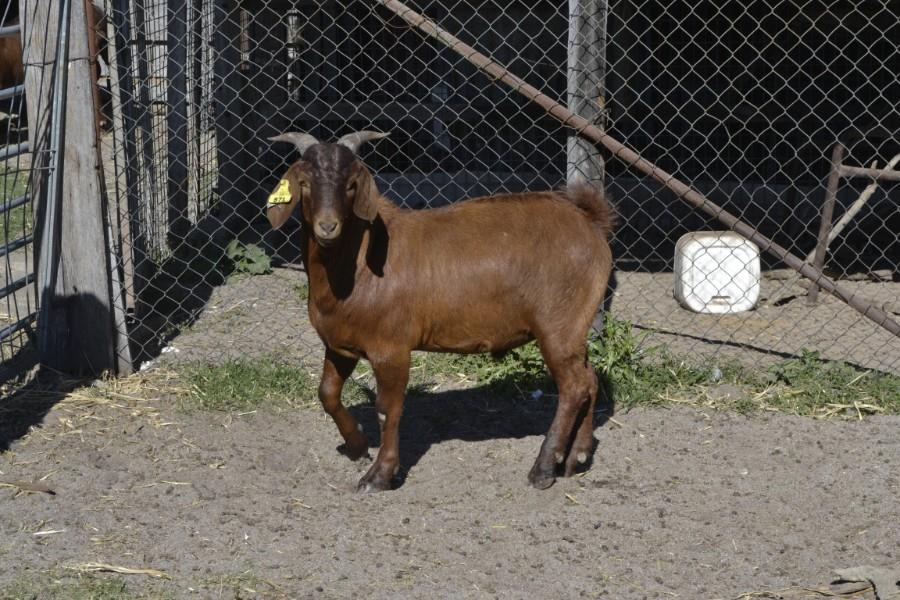 Lot 913 1 Goat Buck Auctionsplus 
