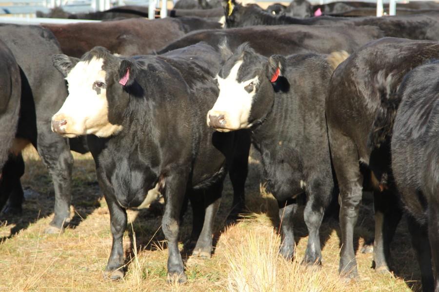Lot 372 21 PTIC Cows AuctionsPlus
