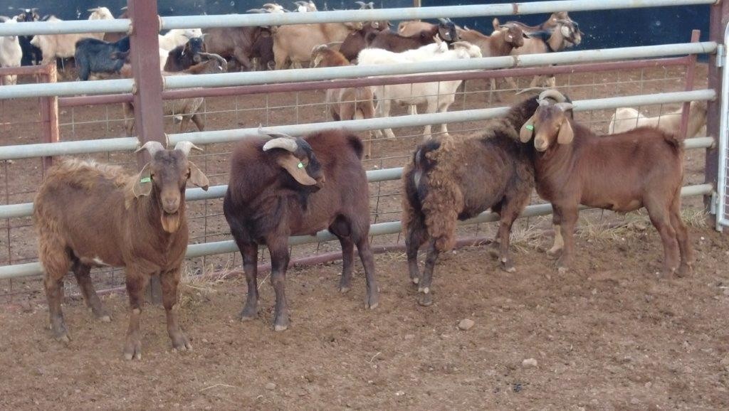 Lot 582 4 Goats Bucks AuctionsPlus