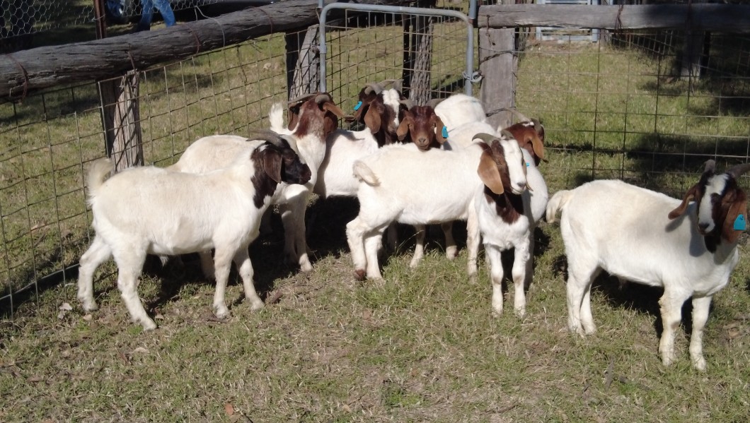 Lot 947 9 Goats Bucks AuctionsPlus