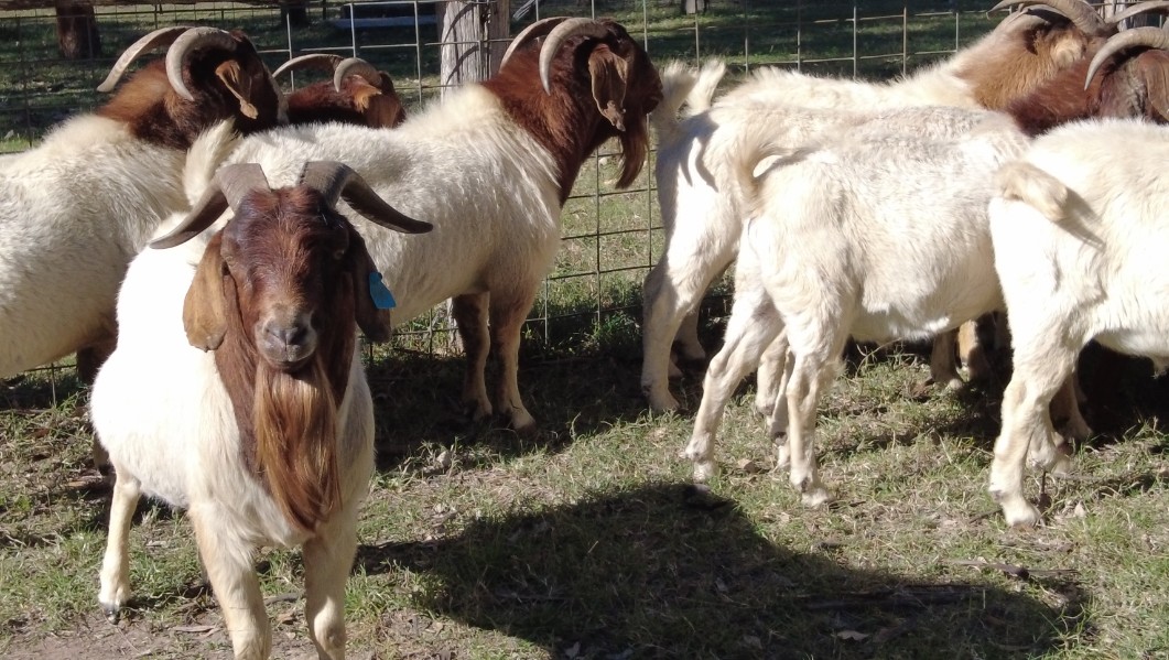 Lot 948 14 Goats Bucks AuctionsPlus