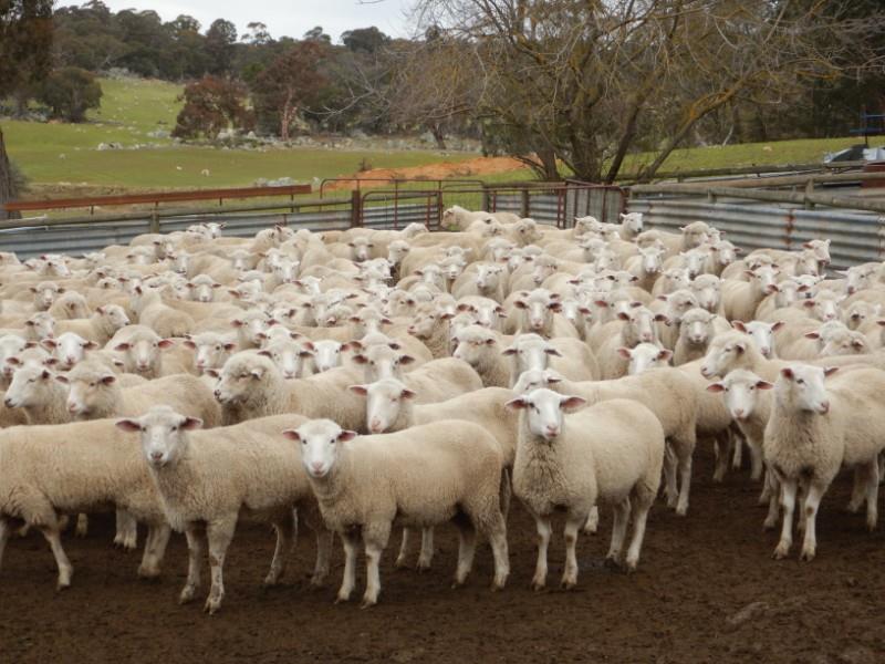 Lot 358 274 SIL Ewe Lambs AuctionsPlus