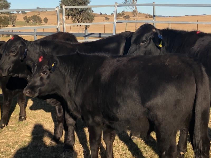 Lot 459 28 Feeder Steers AuctionsPlus