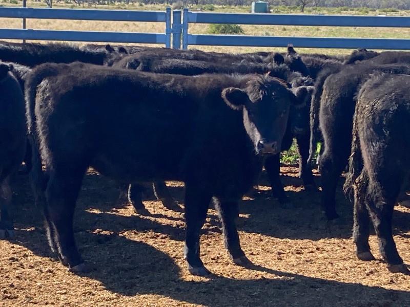 Lot 485 67 Feeder Steers AuctionsPlus