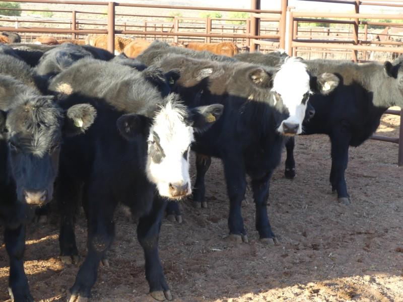 Lot 581 32 Feeder Steers AuctionsPlus