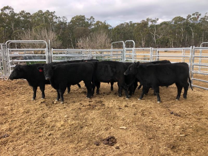 Lot 546 8 Feeder Steers AuctionsPlus