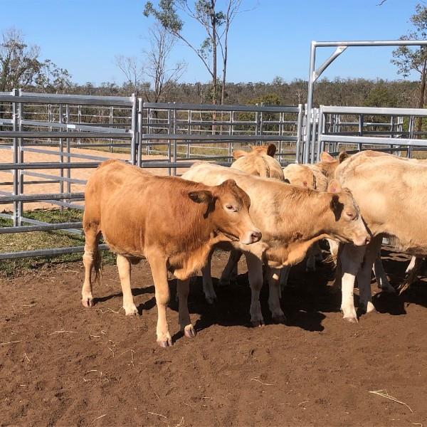 Lot 491 13 Feeder Heifers AuctionsPlus