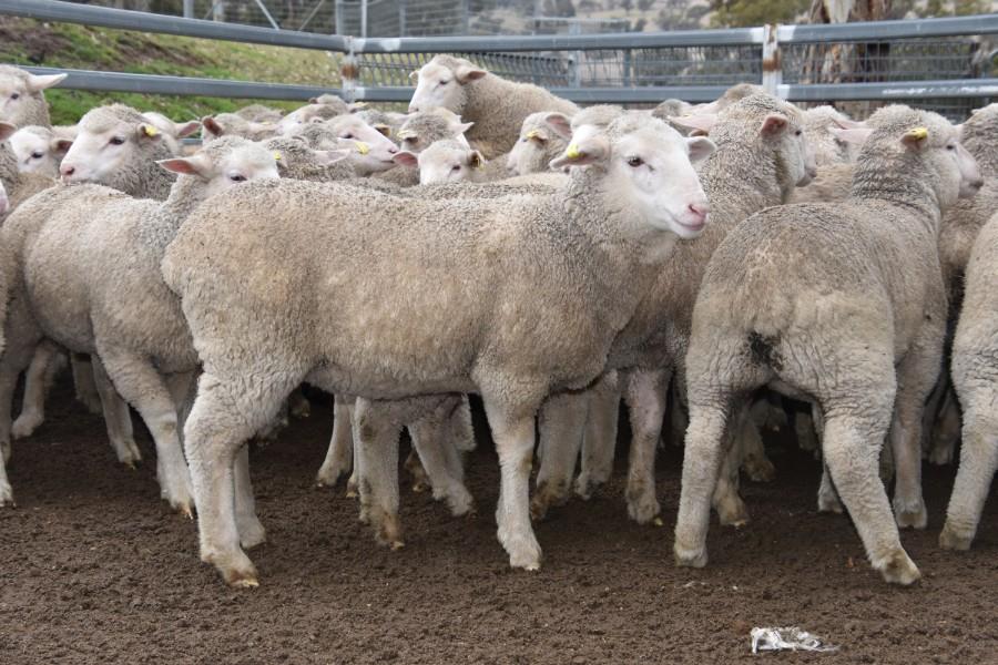 Lot 430 165 Mixed Sex Store Lambs Auctionsplus
