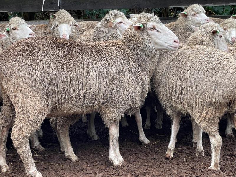 Lot 328 - 440 SIL Ewes | AuctionsPlus