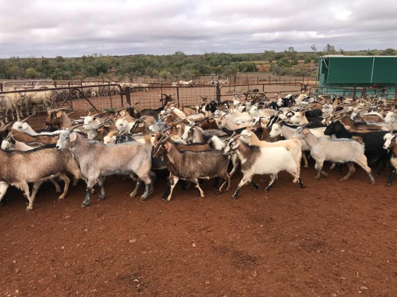 Lot 110 280 Goats Does Auctionsplus 