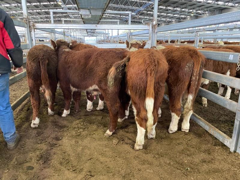 Pen 56 6 Weaned Bulls AuctionsPlus
