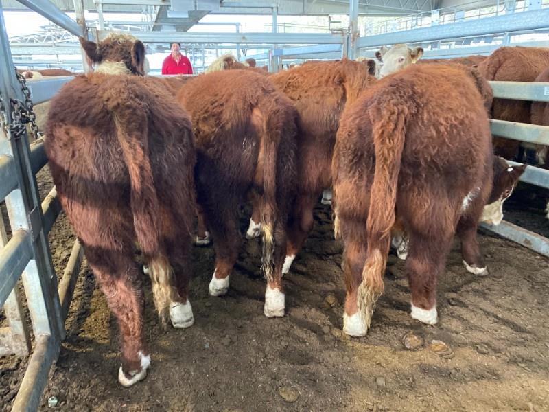 Pen 52 9 Weaned Bulls AuctionsPlus
