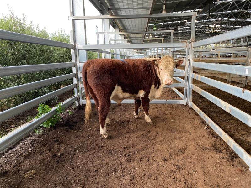 Lot 50 1 Bull AuctionsPlus