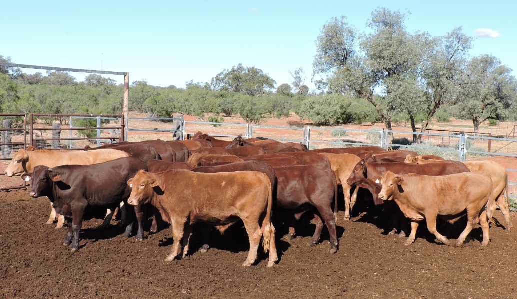Lot 480 43 Feeder Steers AuctionsPlus