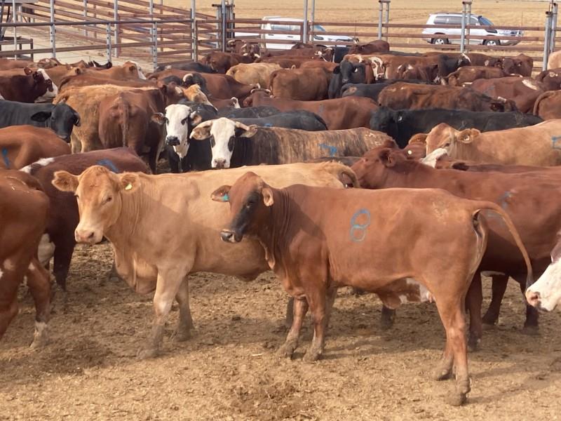 Lot 145 11 Ptic Cows Auctionsplus
