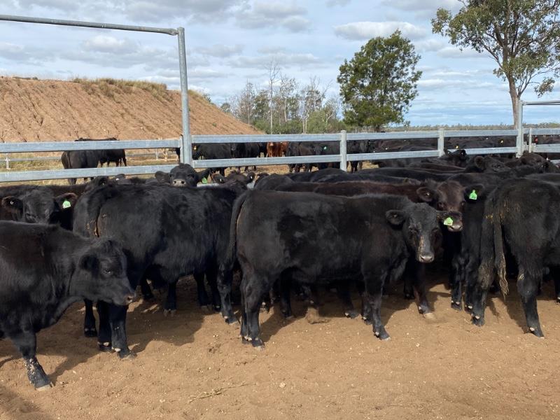 Lot 423 - 40 Unweaned Steers | AuctionsPlus