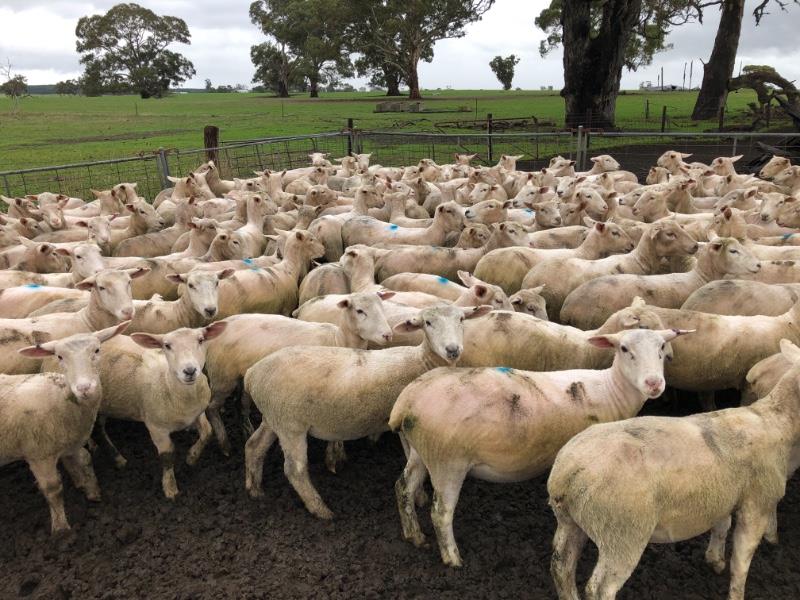 Lot 644 245 SIL Ewe Lambs AuctionsPlus