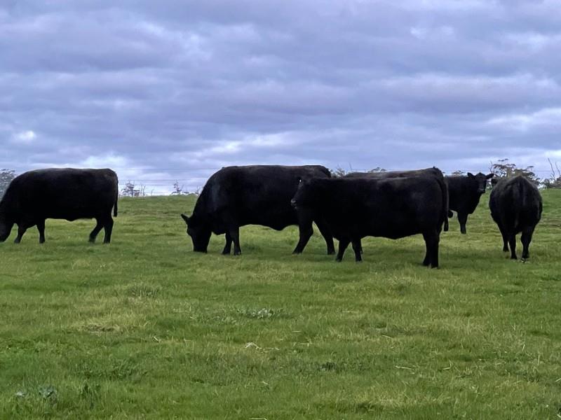 Lot 1 8 Slaughter Heifers and Cows AuctionsPlus