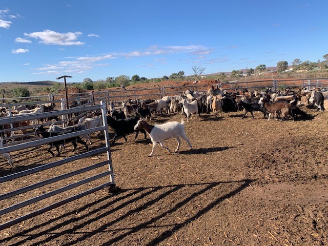 Lot 353 - 200 Goats - Does | AuctionsPlus