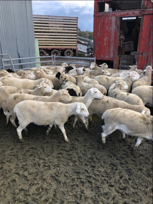 Lot 633 71 SIL Ewes Lambs AuctionsPlus
