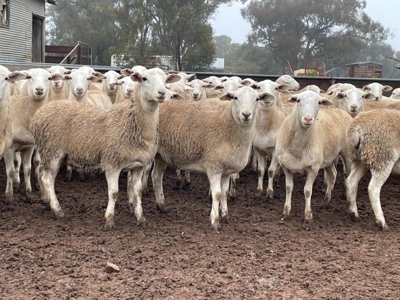 Lot 353 - 60 Ewe Lambs | AuctionsPlus