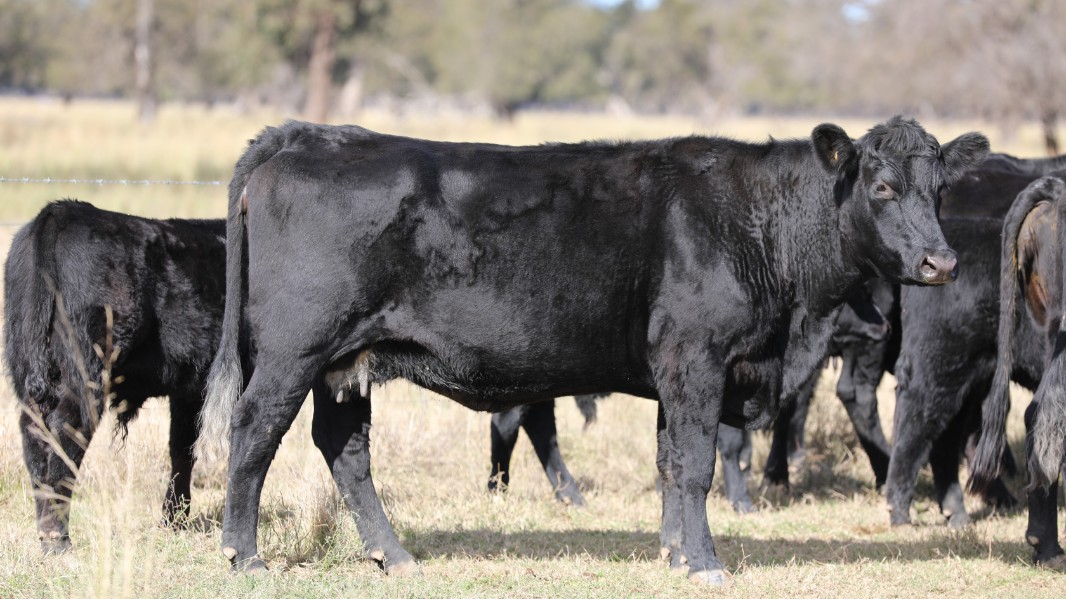 Lot 179 - 15 Station Mated Cows & 15 Calves | AuctionsPlus