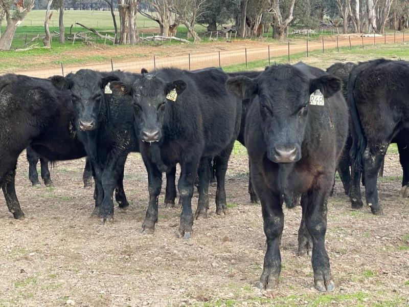 Lot 789 - 30 Feeder Steers 