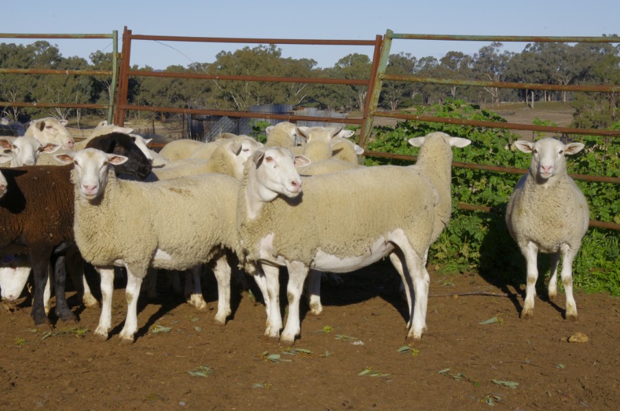 Lot 507 100 Ewe Lambs AuctionsPlus