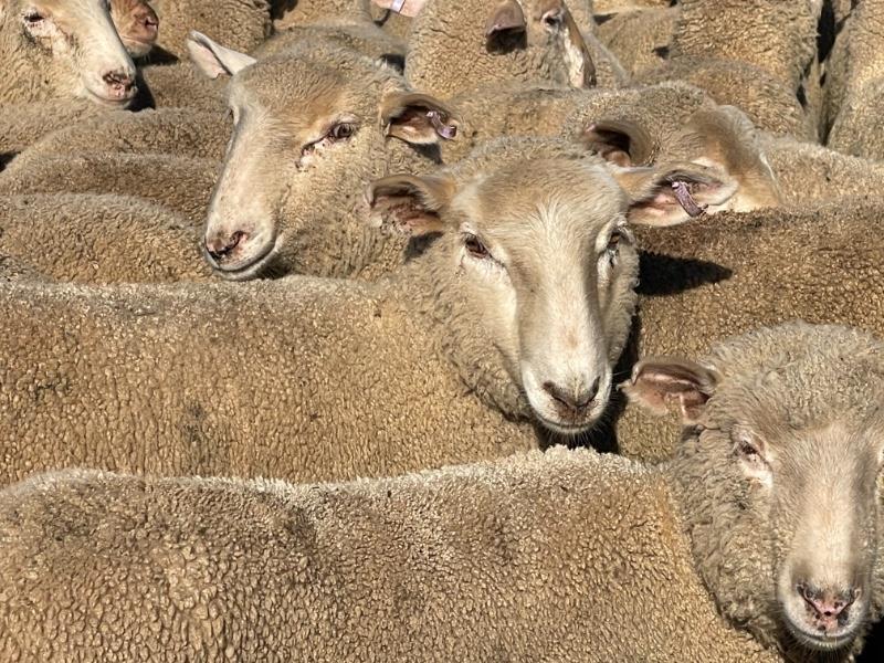 Lot 413 185 Future Breeder Ewe Lambs AuctionsPlus