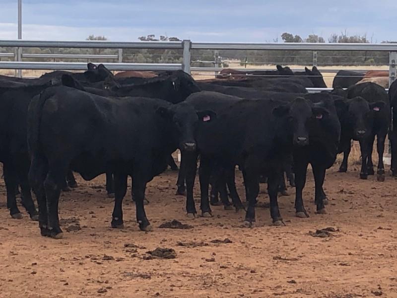 Lot 749 59 Feeder Heifers AuctionsPlus