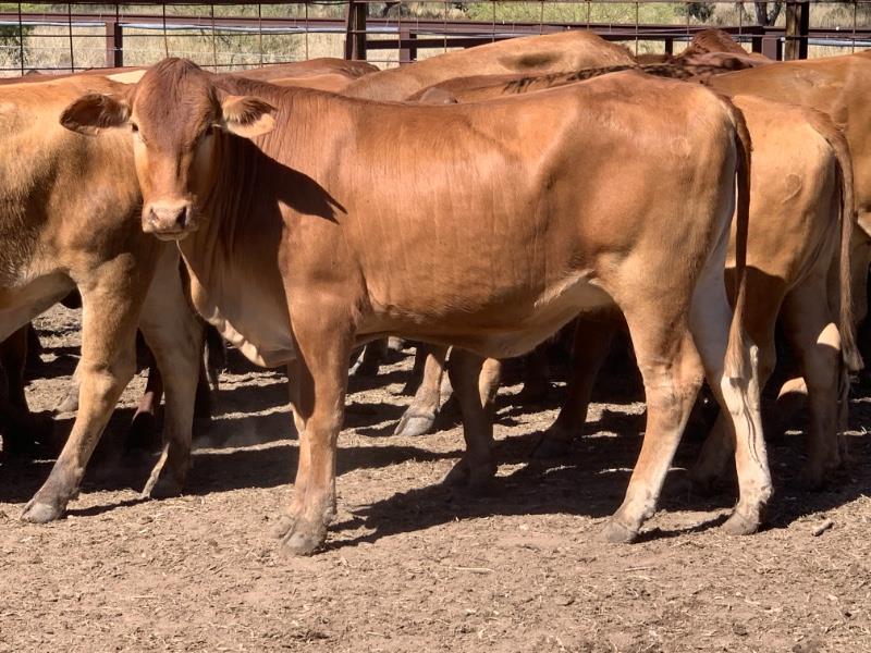Lot 102 90 PTIC Heifers AuctionsPlus