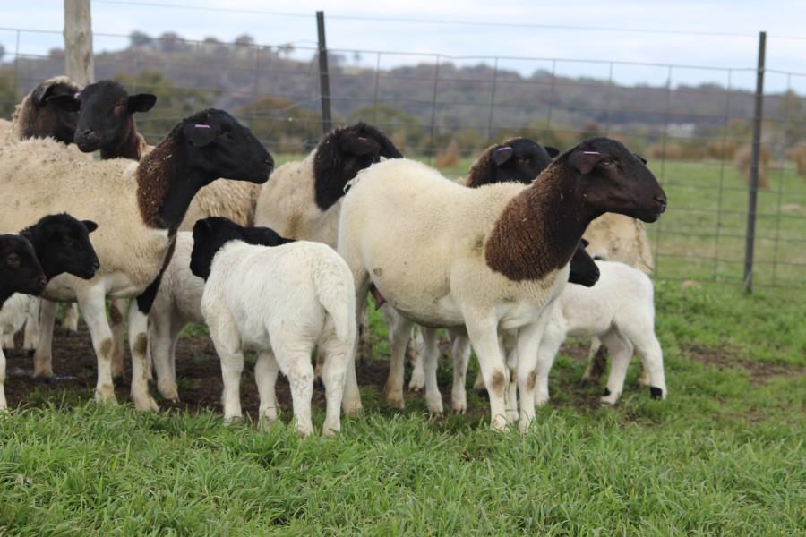 Lot 547 - 10 Ewes & 13 Lambs | AuctionsPlus