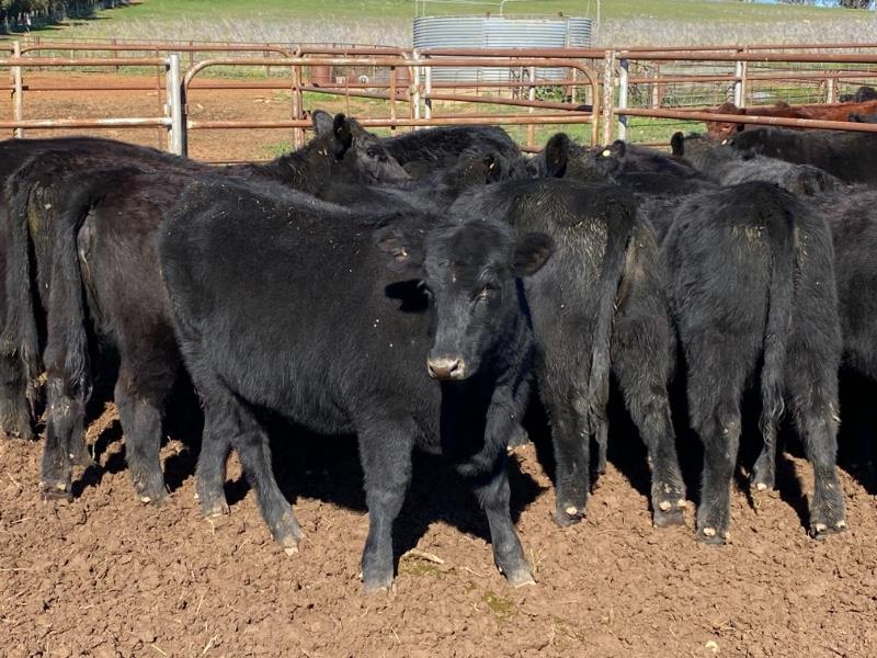 Lot 825 - 14 Weaned Heifers | AuctionsPlus