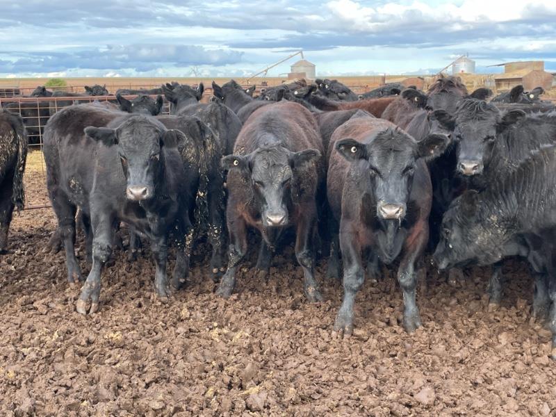 Lot 855 57 Feeder Steers AuctionsPlus