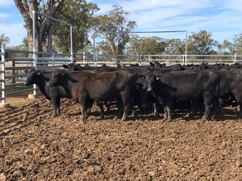 Lot 139 20 PTIC Cows AuctionsPlus