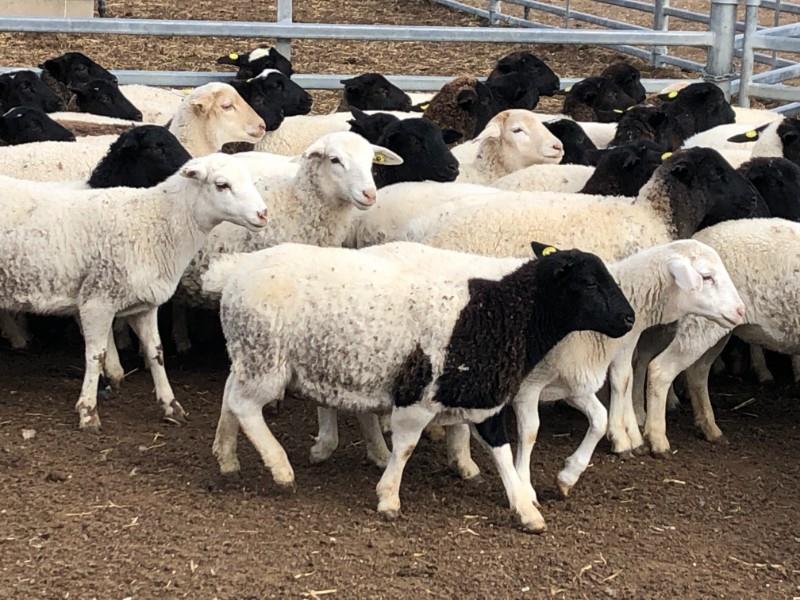 Lot 428 100 Future Breeder Ewe Lambs AuctionsPlus