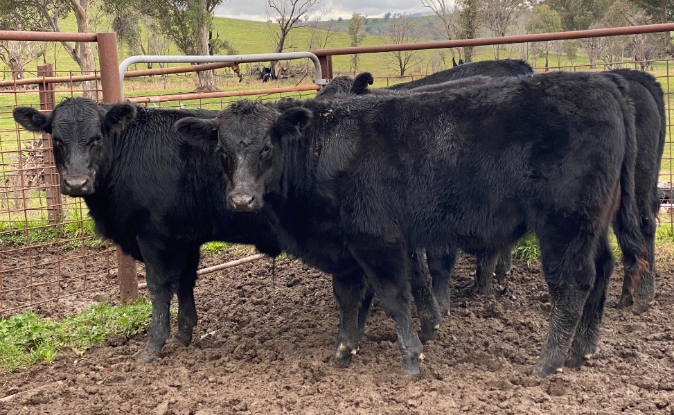 Lot 954 - 5 Unweaned Steers | AuctionsPlus