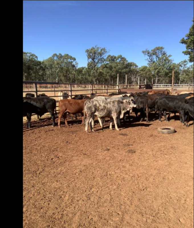 lot-666-68-weaned-steers-auctionsplus