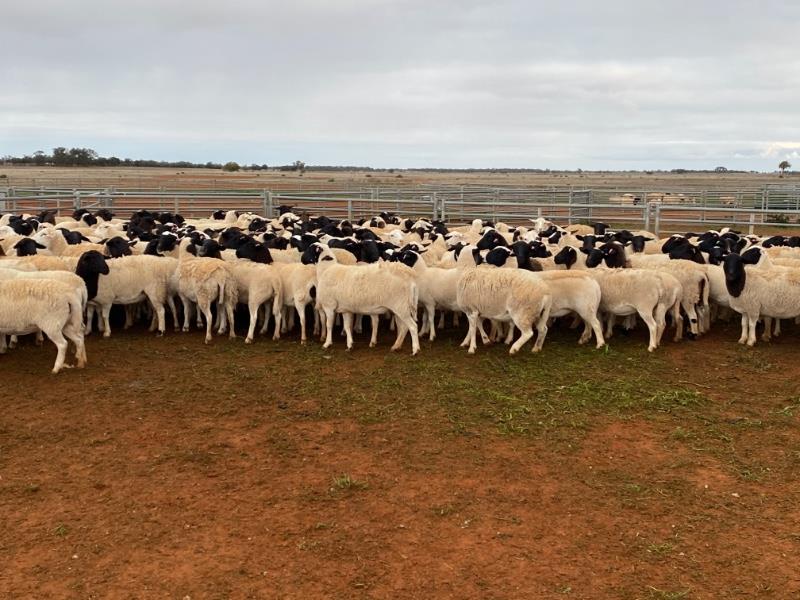 Lot 565 - 218 Station Mated Ewes | AuctionsPlus