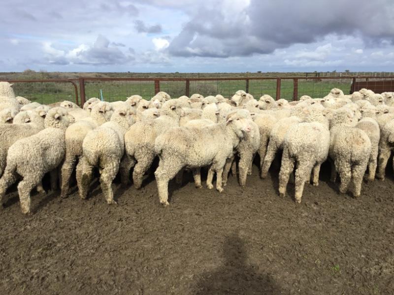 Lot 425 - 100 Woolgrower Wether Lambs | AuctionsPlus