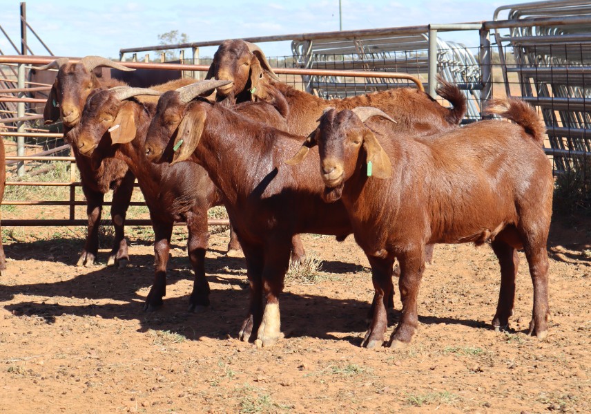 Lot 302 - 580 Goats - Does | AuctionsPlus