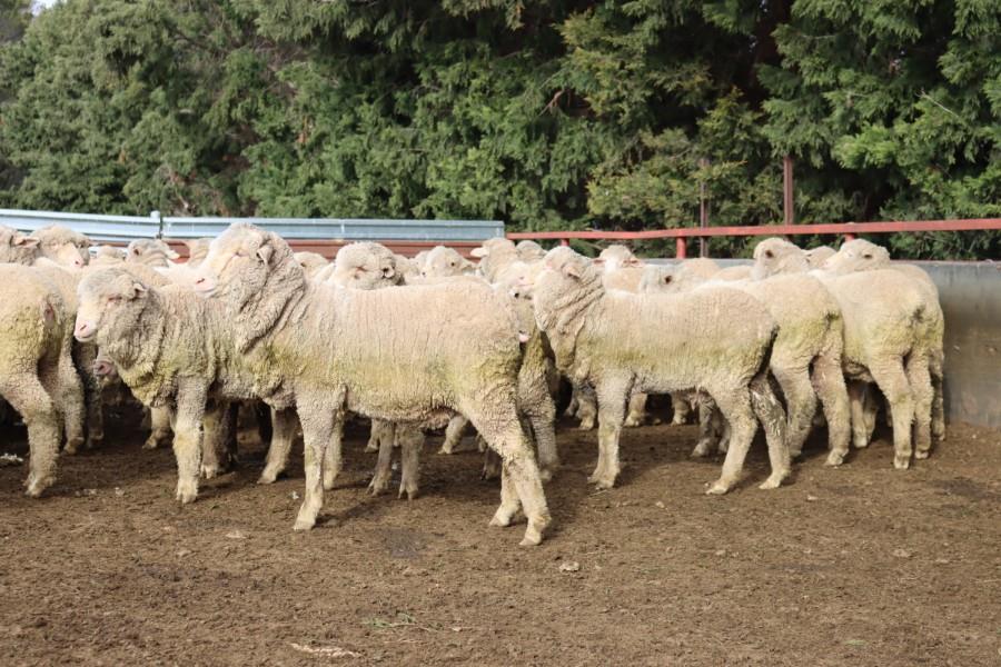 Lot 420 - 480 Wether Lambs | AuctionsPlus