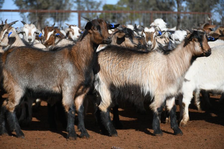 Lot 573 400 Goats Does AuctionsPlus